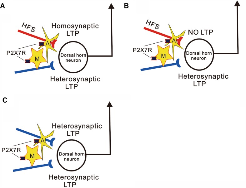 Fig. 1