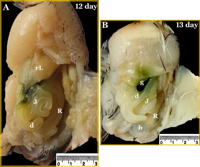 Fig. 12