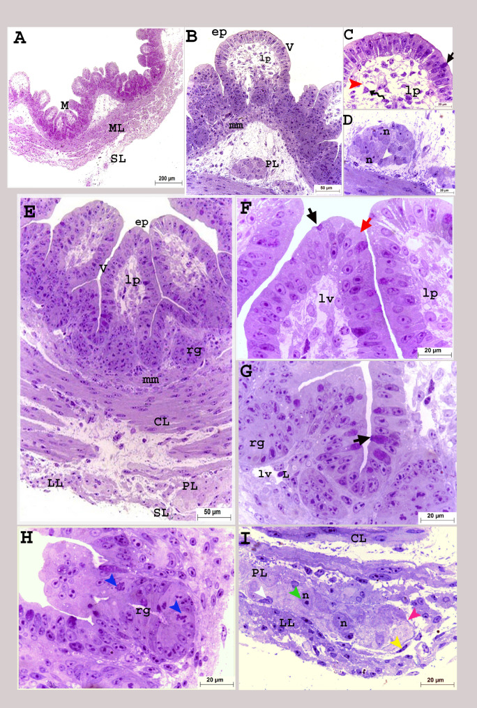 Fig. 8