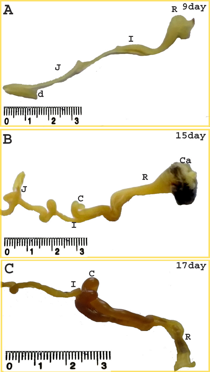 Fig. 11