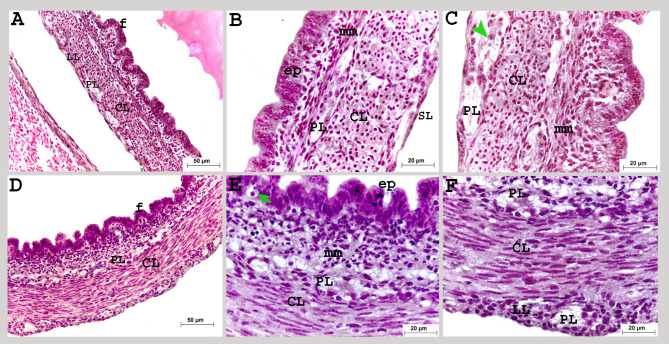 Fig. 7