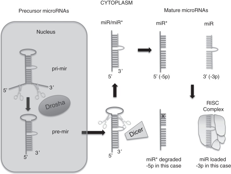 Figure 1.