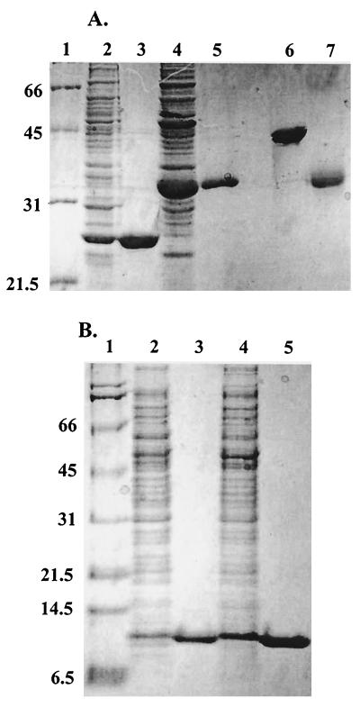 FIG. 1