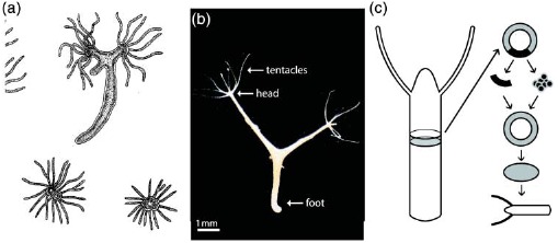 Figure. 40.