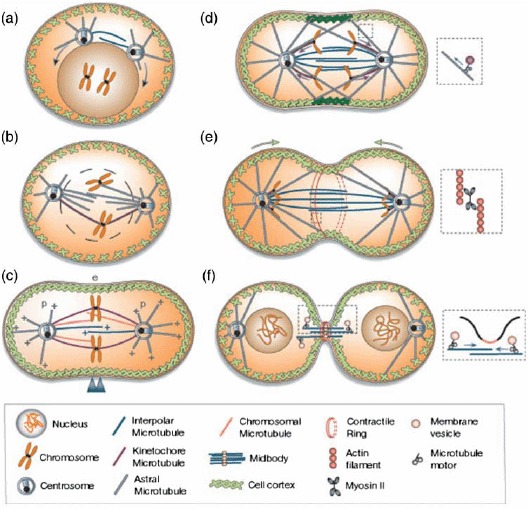 Figure 25.