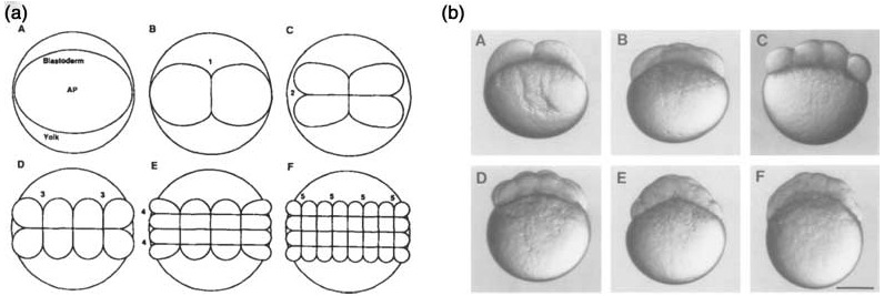 Figure. 44.