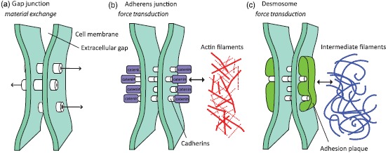 Figure. 42.