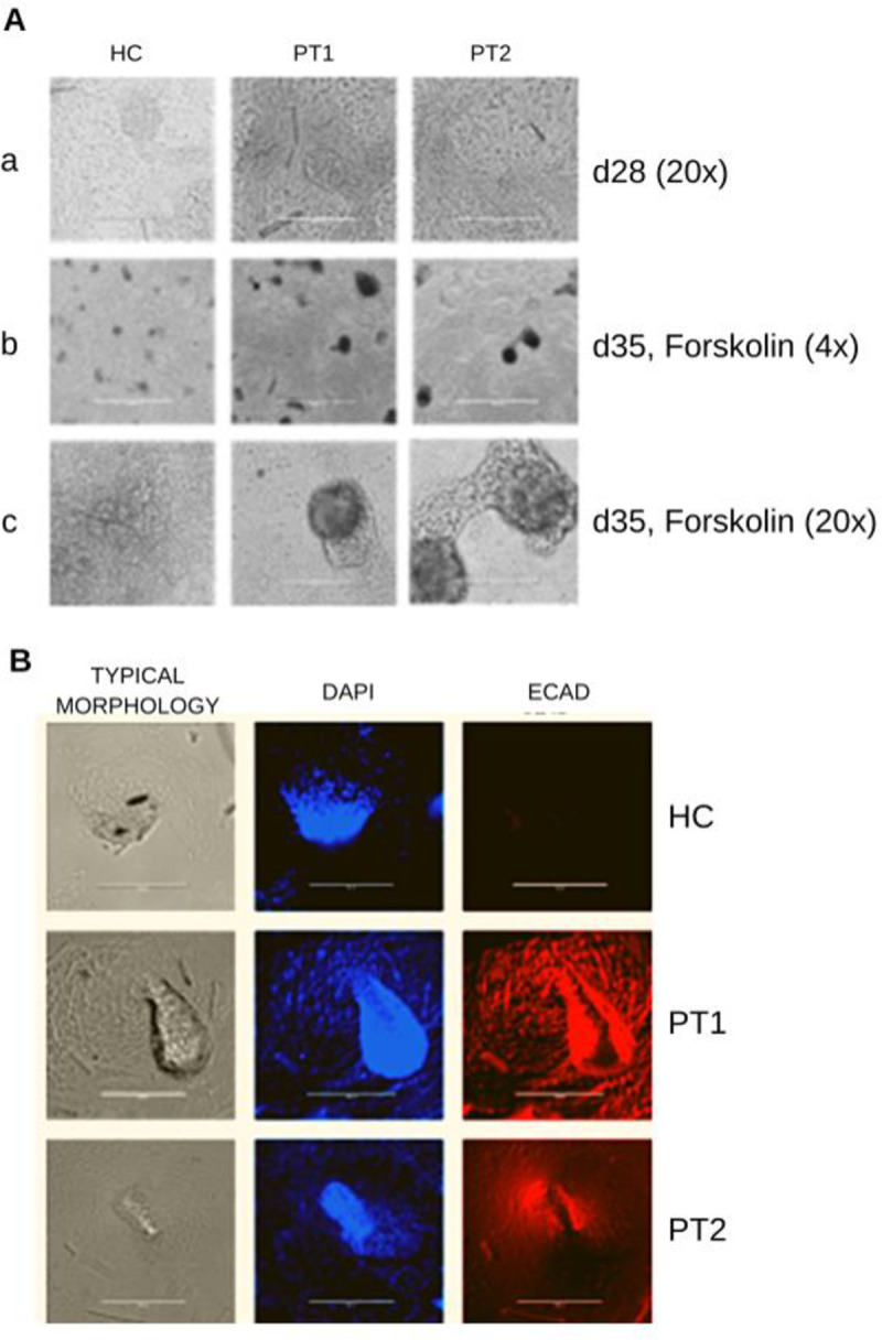 Fig 6