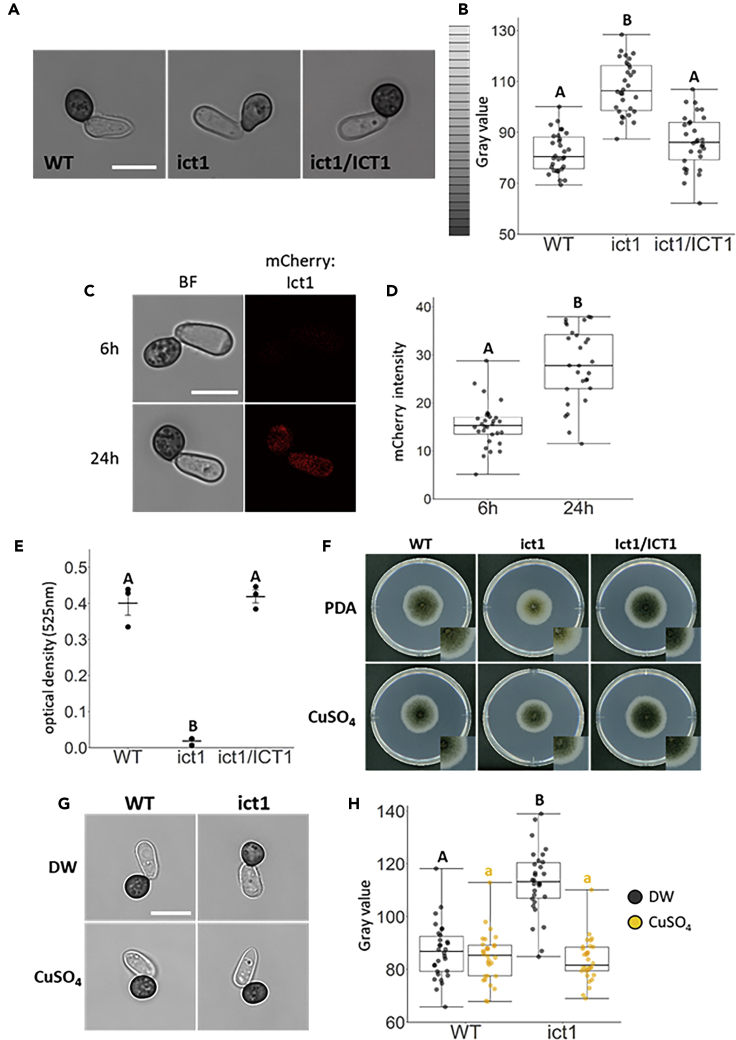 Figure 2