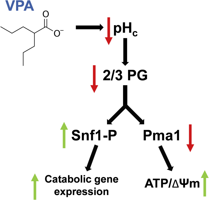 Figure 11