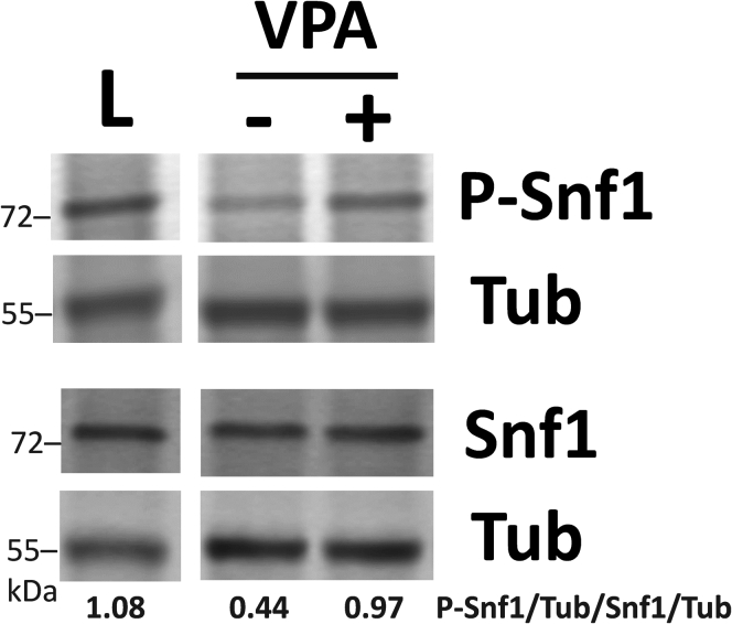 Figure 2