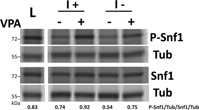 Figure 4