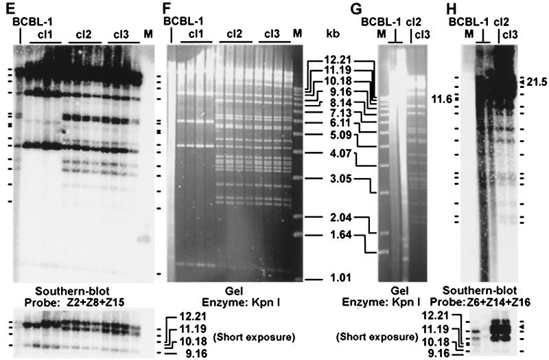 FIG. 2.