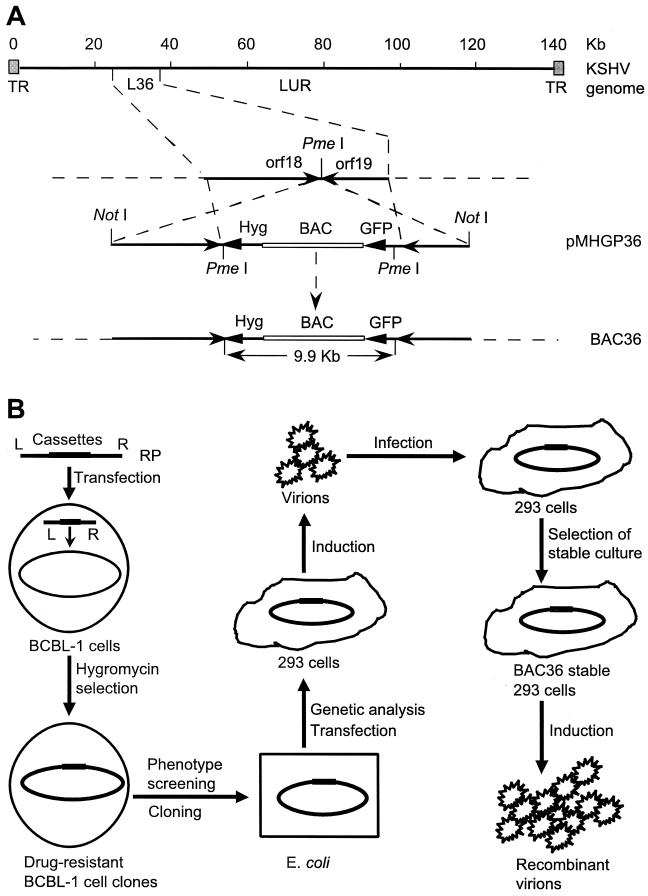 FIG. 1.