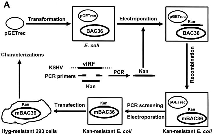 FIG. 7.