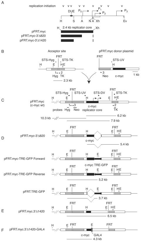 FIG.1.