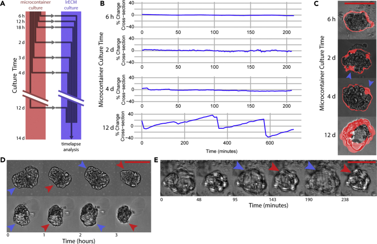 Figure 4