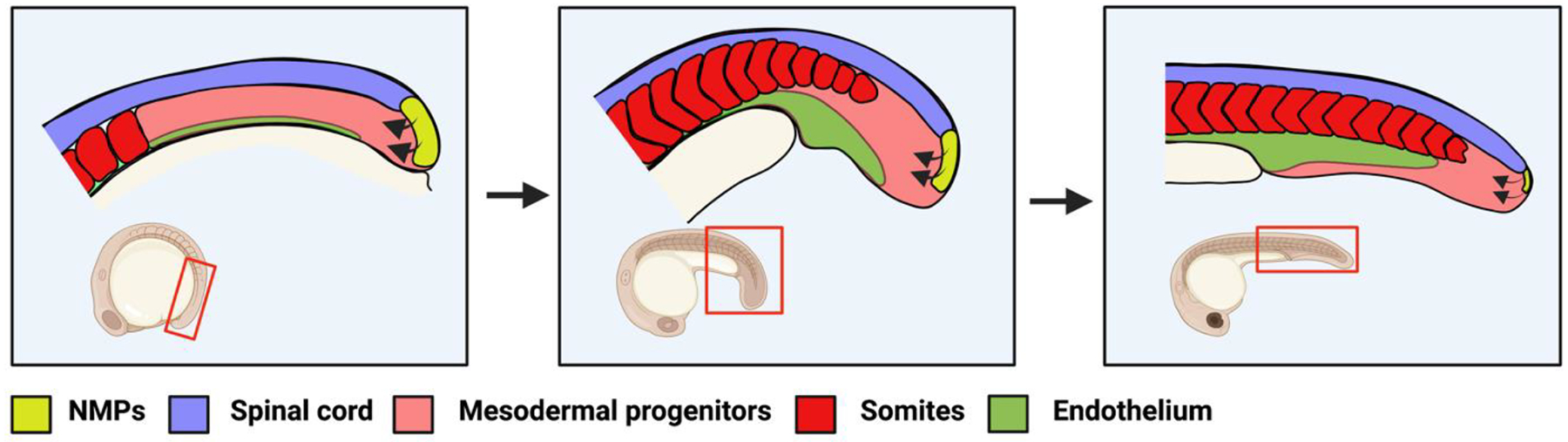 Figure 1 –