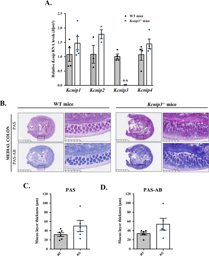 Figure 4—figure supplement 1.