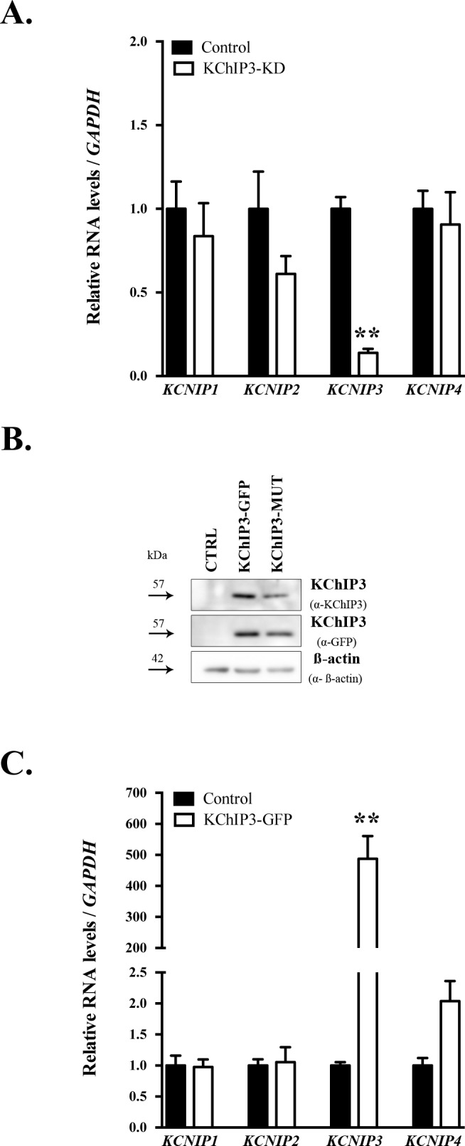 Figure 1—figure supplement 1.