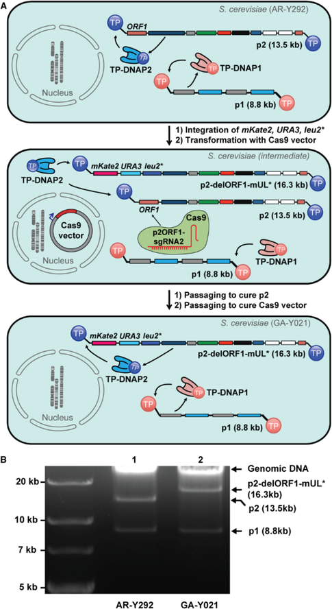 Figure 1.