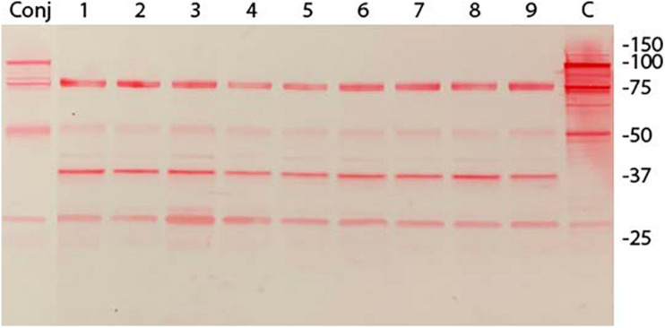 FIGURE 2