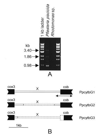 FIG. 1.