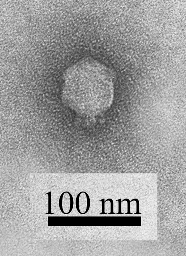 Fig. 1