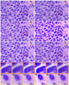 Fig. 8.