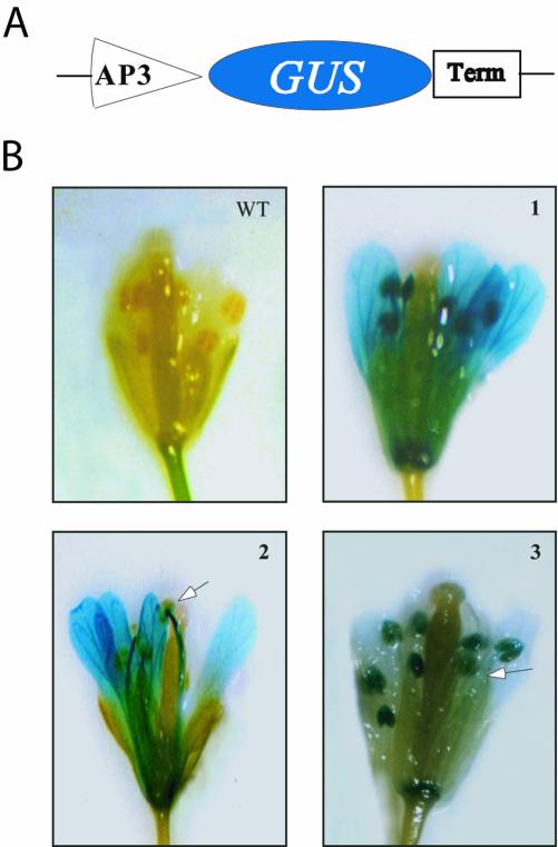 Figure 1.