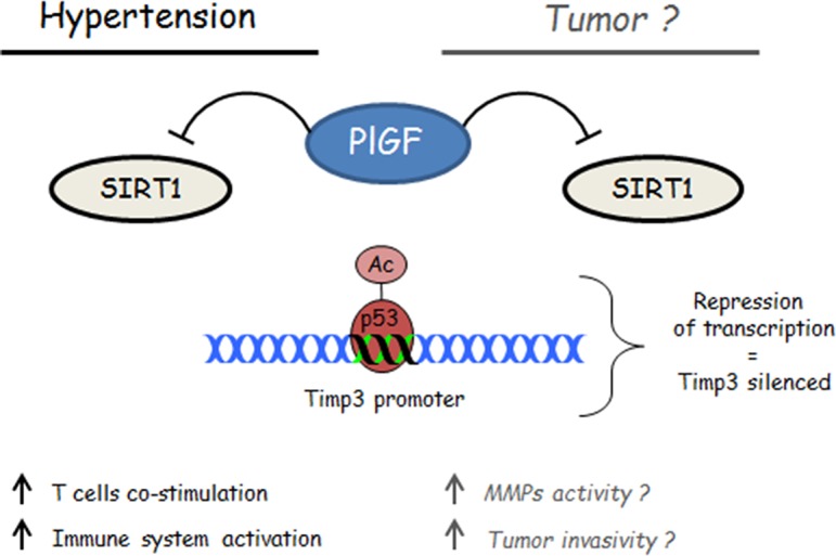 graphic file with name oncotarget-06-18246-g001.jpg