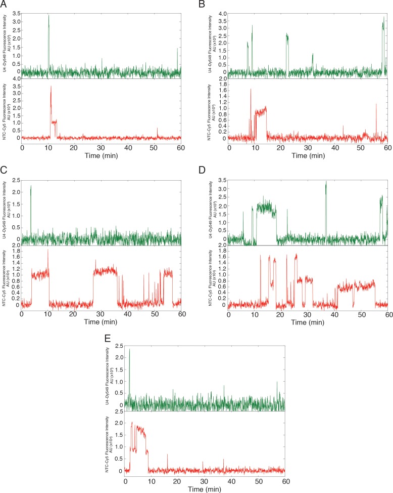 Figure 7—figure supplement 1.