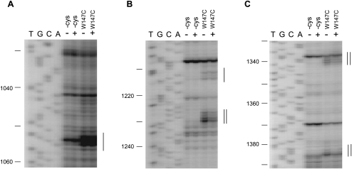 FIGURE 5.