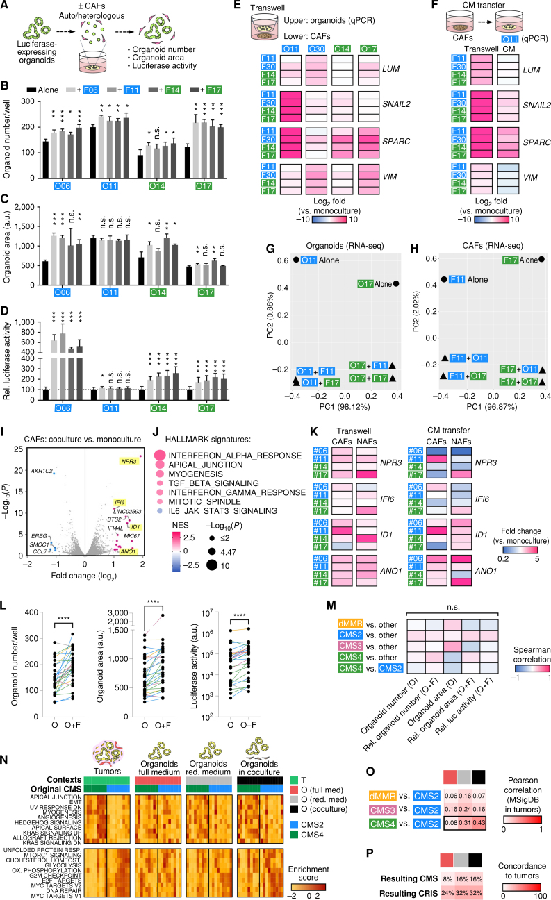 Figure 4. Coculture restores the subtype-specific colorectal cancer phenotype that is determined by the tumor cell compartment. A, Direct coculture: luciferase-transgenic PDTOs were single-cell dispersed and co-embedded with autologous or heterologous CAFs in Matrigel followed by culture for 6 days in the reduced medium. B–D, Swapping experiment shows the comparable effect of autologous or heterologous CAFs on organoid number (B), area (C; both in n = 4 wells each), and viability (D; luciferase assay, n = 12 wells each). The cells were derived from CMS2 (blue) or CMS4 (green) tumors. Significant changes compared with organoids alone were determined by two-sided t tests (unequal variance, unpaired, FDR 1%). Experiments show mean ± SD and were repeated twice independently. ***, P < 0.001; **, P < 0.01; *, P < 0.05; n.s., P > 0.05. a.u., arbitrary units; Rel., relative. E, EMT gene expression in tumor organoids after Transwell coculture. qPCR analysis in n = 3 wells each. Shown is relative expression (log2-fold) compared with monoculture. The response depends on the tumor organoid rather than the source of fibroblasts. The experiment was repeated twice independently. F, EMT gene expression in tumor organoids (O11) after transfer of conditioned media (CM) from CAFs. Experiments in 3 wells each, and Transwell coculture was performed as control. Pooled data from two independent experiments are shown. G and H, RNA sequencing (RNA-seq) of organoids (G) and CAFs (H) after Transwell coculture. PCA plots show that tumor organoids and CAFs are influenced in a similar fashion by autologous and heterologous coculture. Note that the magnitude of PC1 (variation between individuals) exceeds PC2 (separating culture conditions). I and J, Differential expression analysis in CAFs after Transwell coculture (F11 and F17 ± autologous PDTOs). I, Volcano plot shows significantly changed genes (P < 0.05, colored). J, GSEA of HALLMARK signatures. Normalized enrichment score (NES) and P values are shown. K, qPCR analysis of gene expression in CAFs and matched normal fibroblasts (NAF). Relative expression (compared with monocultures) after transwell coculture with autologous PDTOs (left) or transfer of PDTO CM (right). Pooled data from two independent experiments are shown. L, Organoid/fibroblast coculture (O+F) affects organoid number, area, and viability (luciferase assay). Measured in n = 29 models (color indicates original CMS). Significance was analyzed by Wilcoxon matched-pairs signed rank test. ****, P < 0.0001. See also Supplementary Table S7. M, Spearman correlation of phenotypes (from L) to original tumor subtype. Organoids with >1,000 alterations were defined as mismatch repair deficient (dMMR). For cocultures, relative values compared with monoculture were studied. Significance was analyzed by Mann–Whitney U test; n.s., P > 0.05. Luc, luciferase; Rel., relative. N, CAFs induce subtype-specific transcriptomic features. Single-sample GSVA in tumors and in vitro contexts. Unsupervised clustering of differentially regulated HALLMARK signatures between CMS2- and CMS4-derived tumors (n = 9 each). Corresponding organoids (shown in the same order) lose subtype-specific signatures in full medium. Differences are recovered upon culture in reduced (red.) medium and Transwell coculture with fibroblasts. DN, down; HOMEOST., homeostasis; OX, oxidative; RESP., response. O, Pearson correlation of MSigDB signatures (GSEA) compared with tumors. Normalized enrichment scores between CMS2 (n = 9) and dMMR (n = 3), CMS3 (n = 6), or CMS4 (n = 9) models. CAF coculture selectively induces similarity in CMS4-derived PDTOs. Conditions as in N. P, Concordance of CMS and CRIS of PDTOs in different contexts and matched tumors. See Supplementary Fig. S8.