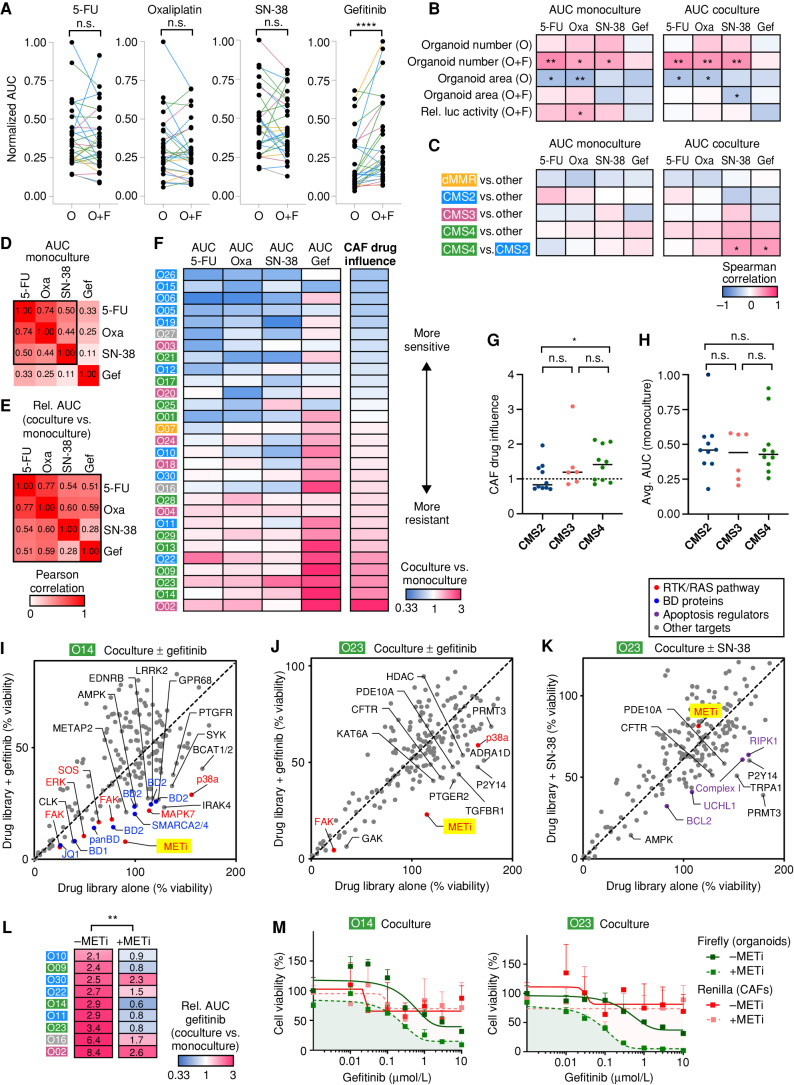 Figure 6. Coculture exposes subtype-specific therapy resistance and individualized drug vulnerabilities. A, Pharmacotyping of four clinical drugs in biobank (n = 29, color indicates original CMS). Tumor cell viability was assessed in monocultures (O) and cocultures (O+F) by luciferase measurement. Normalized AUC was calculated by dividing the maximum AUC value for each drug. ****, P < 0.0001; n.s.,P > 0.05 (Wilcoxon matched-pairs signed rank test). B and C, Spearman correlation between drug responses and growth characteristics (B; data from Fig. 4) or original tumor subtypes (C). Organoids with >1,000 somatic alterations were defined as dMMR. Significant changes are labeled: *, P < 0.05; **, P < 0.01 (Mann–Whitney U test). Gef, gefitinib; Oxa, oxaliplatin; Rel luc, relative luciferase. D and E, Pearson correlation between different drug treatments. AUC in monoculture (D) and the relative change of drug sensitivity in the presence of CAFs (E; AUCco/AUCmono) are shown. F, Heat map of differential drug sensitivity in the presence of CAFs (AUCco/AUCmono). Data are sorted according to the CAF drug influence, representing the average relative change of all four treatments. CMS of original tumors are labeled. G and H, Subtype comparison between CAF drug influence, (G) and the average (Avg.) AUC in monoculture (H). Medians are marked. Coculture induces significantly higher resistance in CMS4- compared with CMS2-derived models. Mann–Whitney U test (*, P = 0.029; n.s., P > 0.05). I–K, Pharmacologic screens show patient- and treatment-specific resistance mechanisms. A chemogenomic library containing 186 drugs was tested in O14 and O23 in coculture with F14. Stroma-induced resistance was analyzed by comparison of the library alone or in combination with a sublethal concentration of gefitinib (I/J) or SN-38 (K). Tumor cell viability was assessed by luciferase measurement in transgenic organoids. Mean data from two experimental replicates are shown. Top hits comprise MET inhibitor (METi; BAY-474) and other RTK/RAS pathway–associated proteins (red), BD protein inhibitors (blue), and apoptosis regulators (violet). L, MET inhibitor treatment to overcome gefitinib resistance. Heat map shows differential gefitinib response in resistant cocultures (AUCco/AUCmono). Addition of 1 μmol/L BAY-474 restores sensitivity in eight of nine tested cocultures. **, P < 0.01 (Wilcoxon matched-pairs signed rank test). M, Dual luciferase assay in cocultures (O14 and O23); 1 μmol/L BAY-474 induces vulnerability of tumor cells (Firefly, green) but not of CAFs (Renilla, red). Mean viability (+SD in triplicate wells) relative to DMSO alone. Experiments were repeated twice independently. See Supplementary Fig. S11 and Supplementary Tables S9 and S10.