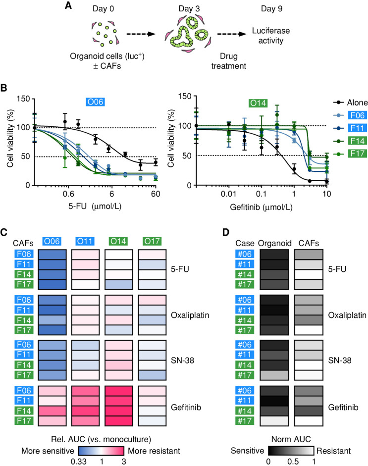 Figure 5. CAFs’ influence on drug responses is dependent on the tumor cell compartment. A, Experimental setup for drug testing in cocultures using luciferase/GFP transduced organoids. B and C, Sensitivity to 5-FU, oxaliplatin, SN-38, and gefitinib in monoculture and coculture with autologous or heterologous CAFs. Tumor cell viability was measured by luciferase activity (mean ± SD in triplicate wells). Representative dose–response curves (B) and heat map of drug sensitivity [relative (rel.) AUC compared with monoculture; C]. Experiments were repeated twice. D, Measurement of organoid- and CAF-specific toxicity by dual luciferase assay. Coculture was performed using organoids expressing Firefly luciferase and matched CAFs expressing Renilla luciferase. Heat map shows normalized (norm.) AUC. CAFs show reduced sensitivity to all treatments compared with organoids. See Supplementary Figs. S9 and S10 and Supplementary Table S8.