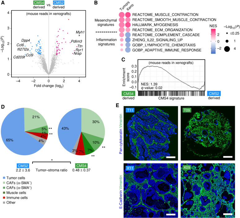 Figure 3. Organoid xenotransplantation elicits a subtype-specific stromal response. A, Differential analysis of stromal gene expression after xenotransplantation of CMS2-derived (n = 4) and CMS4-derived (n = 5) organoids in NSG mice. Volcano plot of mouse transcripts (base mean expression ≥10). Significantly changed genes (P < 0.05) are colored. B and C, GSEA of differential expression in CMS2 vs. CMS4 tumors and corresponding PDTO xenografts (mouse reads). MSigDB signatures for fibroblasts and inflammation (B) and the CMS4 signature (C) were studied. Normalized enrichment score (NES) and P values are shown. D, Multifluorescent analysis of the TME of matched TMA. Quantification of diverse cell populations. CAFs were defined by VIM expression and grouped into α-SMA–positive and α-SMA–negative cells. Significant changes between CMS2 (n = 9) and CMS4 tumors (n = 7) are labeled (*, P < 0.05; **, P < 0.01; Mann–Whitney U test). The tumor–stroma ratio was determined after image-based tissue segmentation (mean ± SD). E, Histologic analysis of TMA stained for pan-cytokeratin and Vimentin (top) and tumors obtained after xenotransplantation of matched PDTOs (bottom) stained for E-Cadherin and Vimentin. Staining was replicated in ≥2 animals each. All scale bars are 200 μm. See Supplementary Fig. S6.