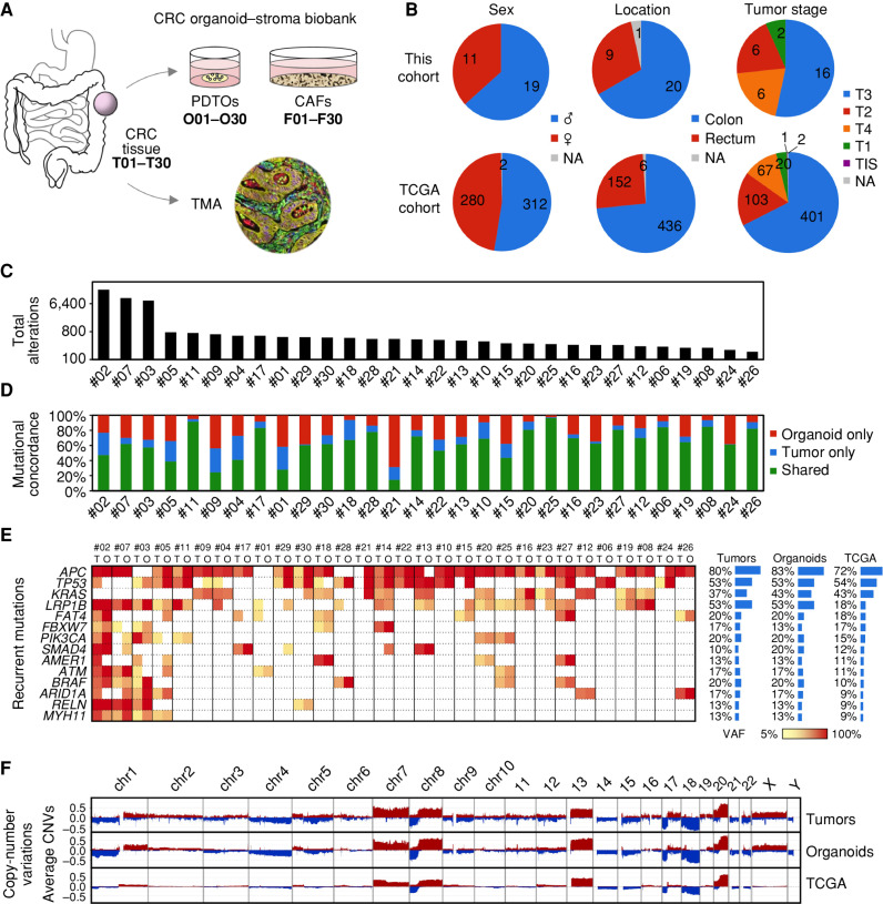 Figure 1. Clinical and genetic features of the colorectal cancer organoid–stroma biobank. A, Collected biomaterials from primary tumors (T), matched organoids (O), and fibroblasts (F). CRC, colorectal cancer; NA, data not available; TCGA, The Cancer Genome Atlas; TIS, tumor in situ; TMA, tissue microarray. B, Summary of clinical parameters in the experimental cohort (also see Supplementary Table S1) and public data (TCGA; ref. 28). C, Total detected alterations (SNPs and indels; log scale) in T and O. D, Mutational concordance. Note that private mutations are more frequent in organoids reflecting increased detection sensitivity in the absence of stroma. E, Recurrent mutations in cancer driver genes (based on OncoKB). Variant allele frequencies (VAF) are color coded. Average mutation frequencies (right) in this cohort reflect public data for colorectal cancer (28). Also see Supplementary Table S4. F, Mean copy-number changes in T, O (n = 30 each), and TCGA data (n = 319); also see Supplementary Fig. S3.