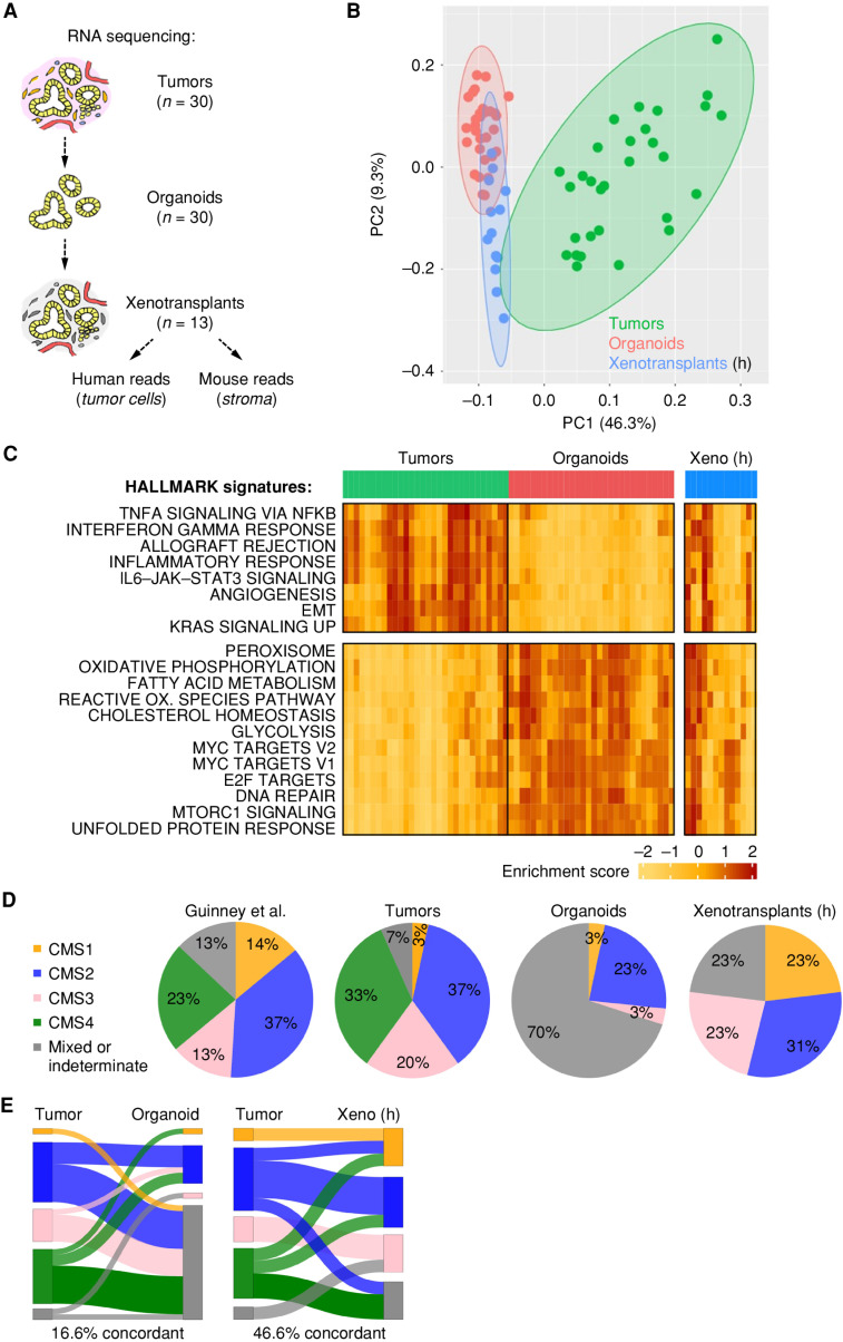 Figure 2. Microenvironmental context is essential for the manifestation of transcriptomic subtypes. A, Schematic strategy for RNA sequencing in matched samples from primary tumors and organoids (n = 30 each), and following subcutaneous PDTO transplantation in NSG mice. An arbitrary subset of xenotransplants (n = 13) was analyzed by RNA sequencing, and human reads (h) were studied. For information on xenotransplant growth, see Supplementary Table S2. B, PCA shows transcriptomic differences among tumors and organoids and partial normalization in xenografts. C, Single-sample GSVA. Unsupervised clustering of tumors and organoids; the most differentially regulated HALLMARK signatures are shown. Note the restoration of tumor-specific signatures in xenografted organoids. EMT, epithelial-to-mesenchymal transition; OX., oxygen; Xeno, xenotransplant. D, CMS classification in clinical samples (Guinney et al.; ref. 3) and experimental models (see Supplementary Table S5). E, Sankey plots show weak overlap between tumors and organoids and increased concordance upon organoid xenotransplantation. See Supplementary Figs. S4 and S5.