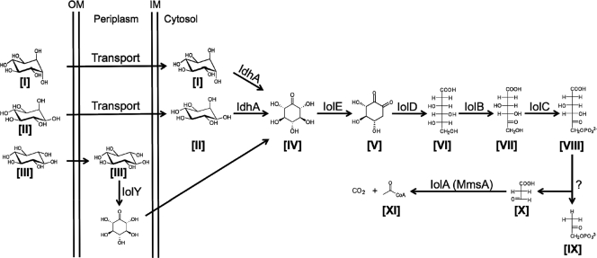 Fig. 1.