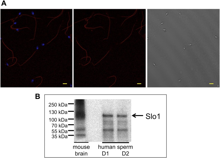 Figure 10.