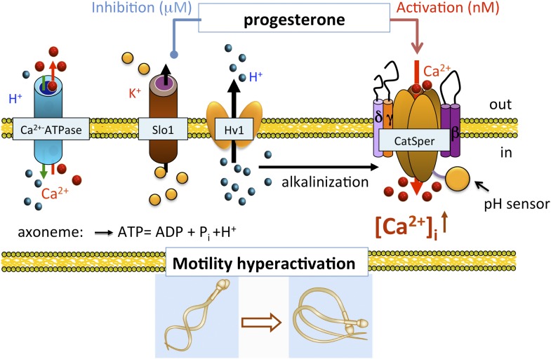 Figure 12.