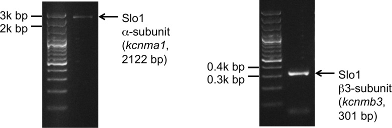 Figure 11.