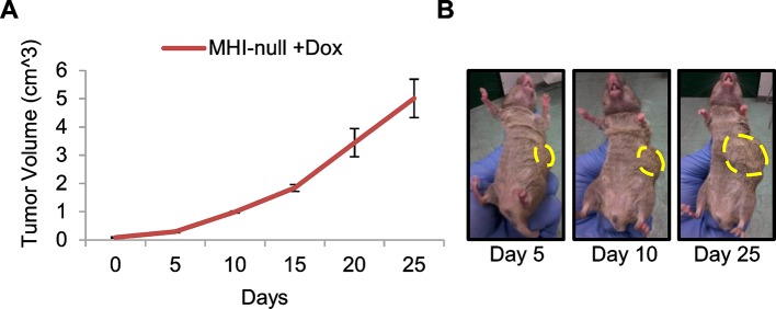 Figure 5—figure supplement 1.