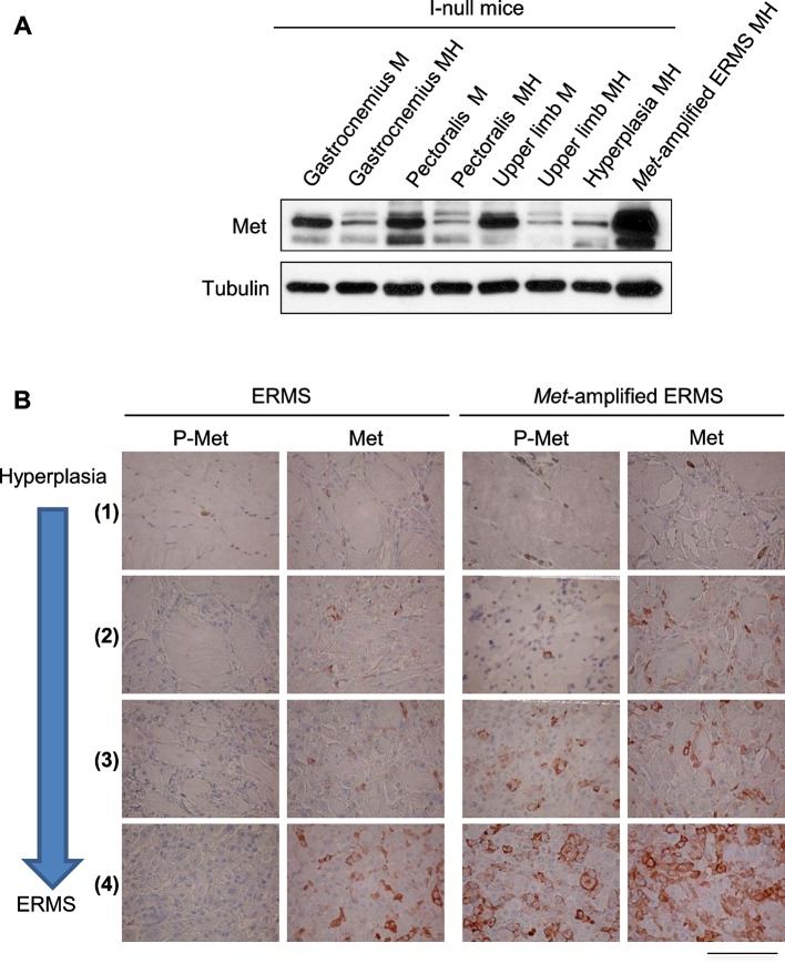 Figure 5—figure supplement 2.