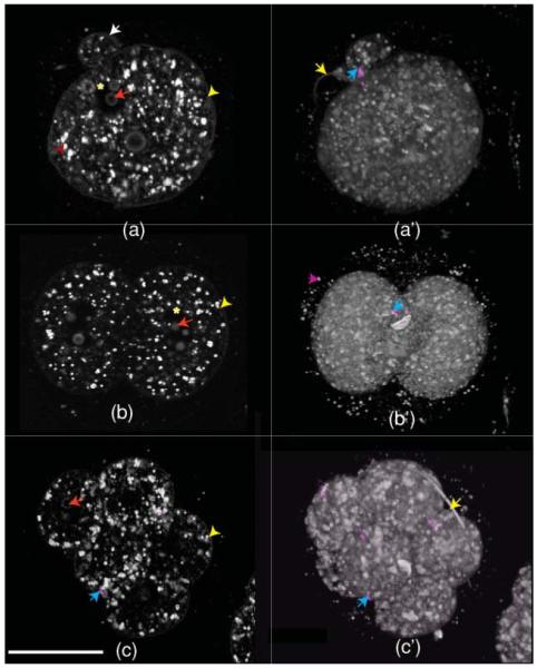 Fig. 3