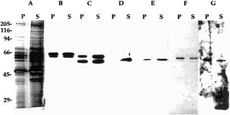 Fig 2.