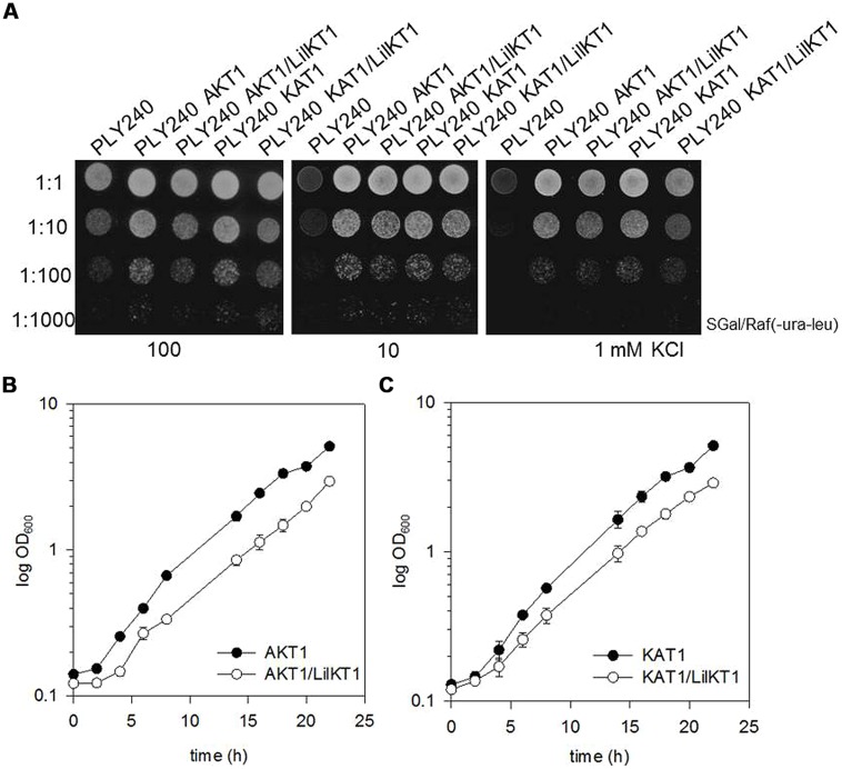 FIGURE 3