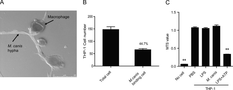 FIG 7