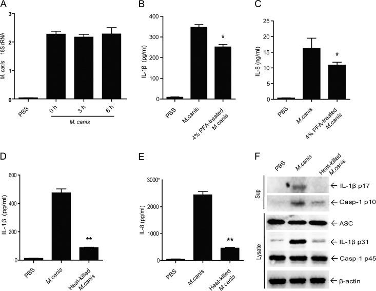 FIG 6